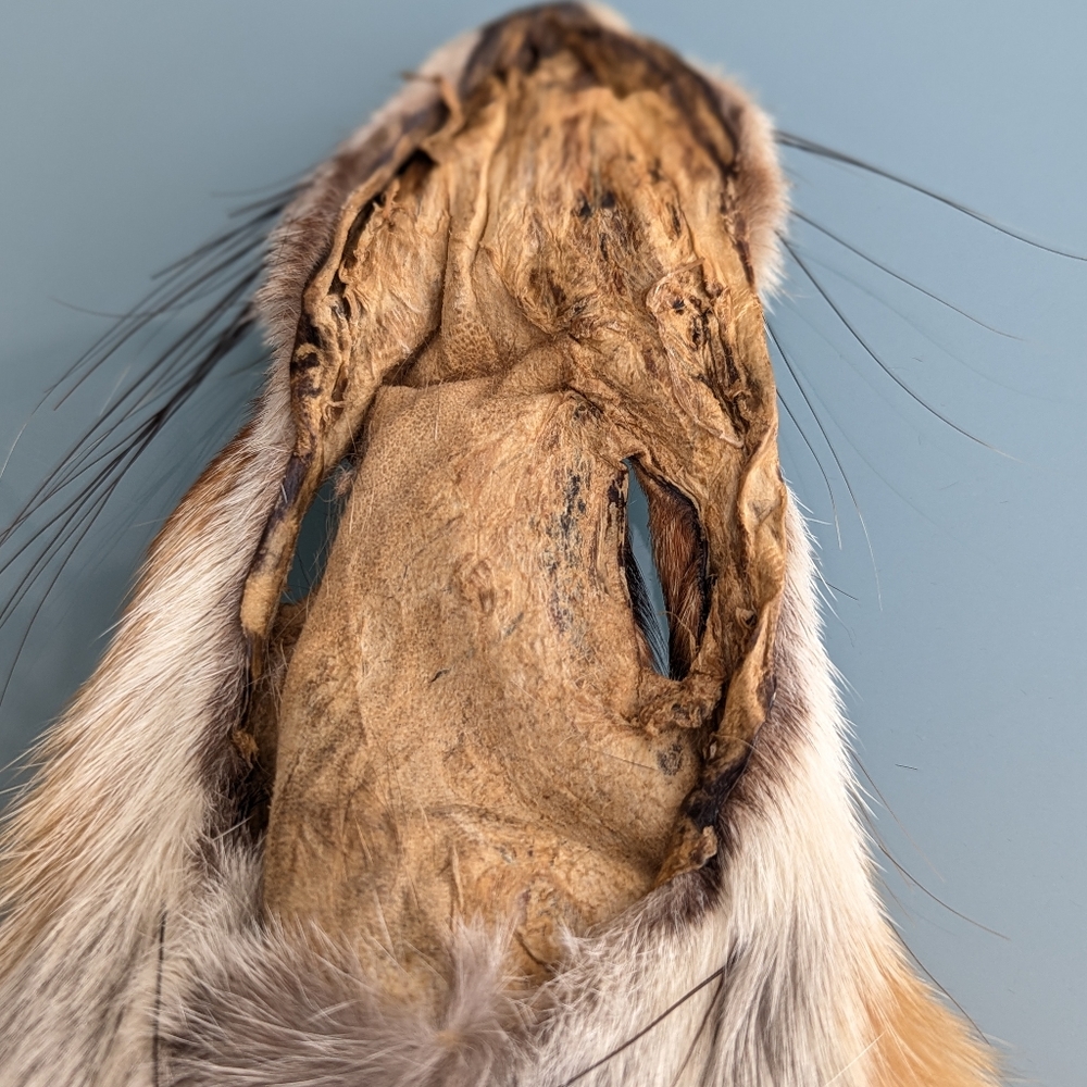 Red Fox Fur Pelt - Tanned Taxidermy, Oddities, Man Cave, Hunting Cabin Decor - Picture 12 of 14